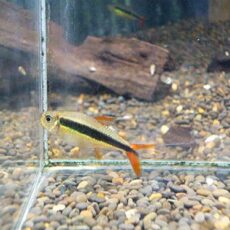 レッドフィンペンギンテトラ　３匹セット　２０２６年２月１日入荷