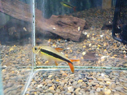 レッドフィンペンギンテトラ　３匹セット　２０２６年２月１日入荷