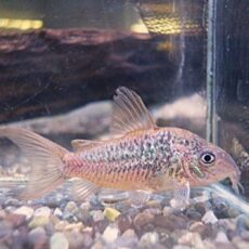 コリドラス　パンタナルエンシス　オス①　２０２６年２月３日入荷