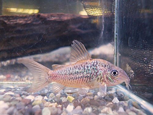 コリドラス　パンタナルエンシス　オス①　２０２６年２月３日入荷