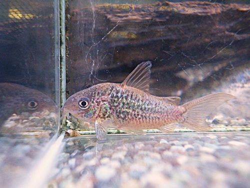 コリドラス　パンタナルエンシス