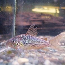 コリドラス　パンタナルエンシス　オス②　２０２６年２月３日入荷