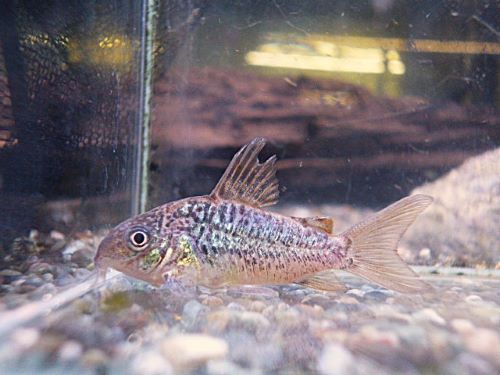 コリドラス　パンタナルエンシス　オス②　２０２６年２月３日入荷