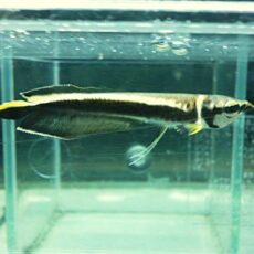 ブラックアロワナ⑥　２０２６年１月２３日入荷