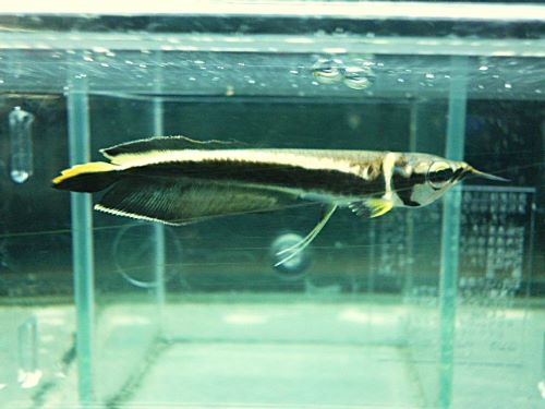 ブラックアロワナ⑥　２０２６年１月２３日入荷