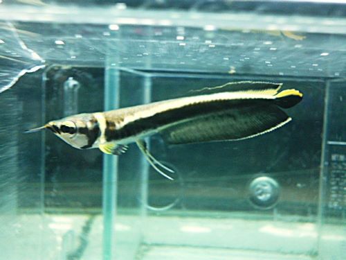 ブラックアロワナ