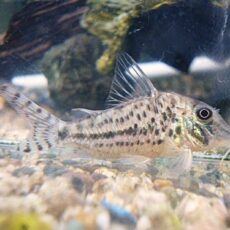 コリドラス　ブロッキービッタータス①　２０２６年２月３日入荷