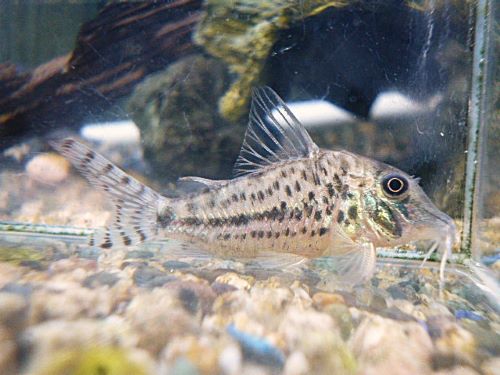 コリドラス　ブロッキービッタータス①　２０２６年２月３日入荷