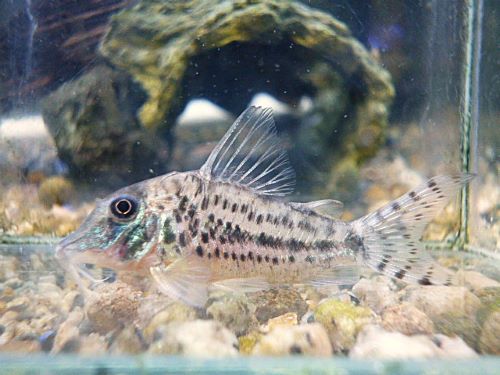 コリドラス　ブロッキービッタータス