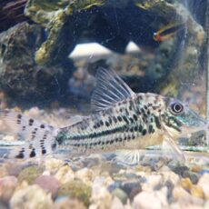 コリドラス　ブロッキービッタータス②　２０２６年２月３日入荷