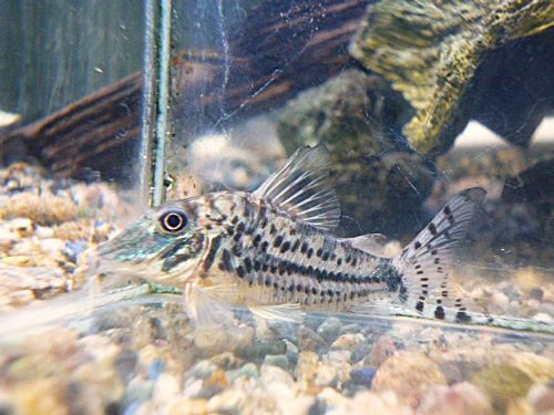 コリドラス　ブロッキービッタータス