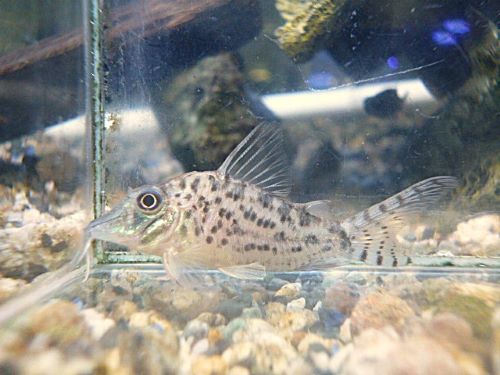 コリドラス　ブロッキービッタータス