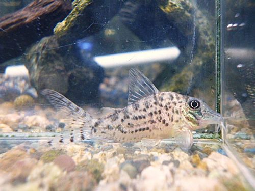 コリドラス　ブロッキービッタータス③　２０２６年２月３日入荷