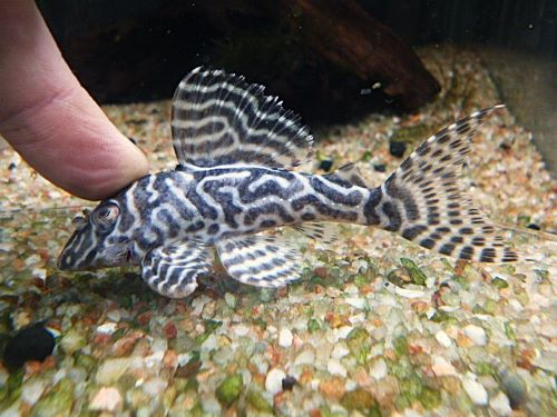 キングタイガーペコルティア