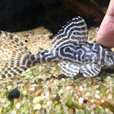 キングタイガーペコルティア⑦　２０２６年１月２２日入荷