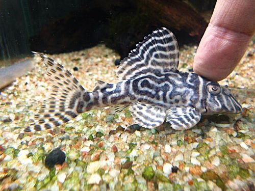 キングタイガーペコルティア⑦　２０２６年１月２２日入荷