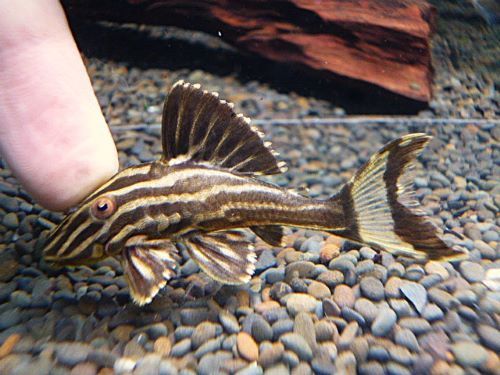 サンダーロイヤルプレコ