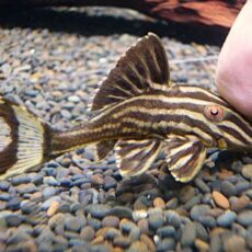 サンダーロイヤルプレコ⑩　２０２６年１月３１日入荷