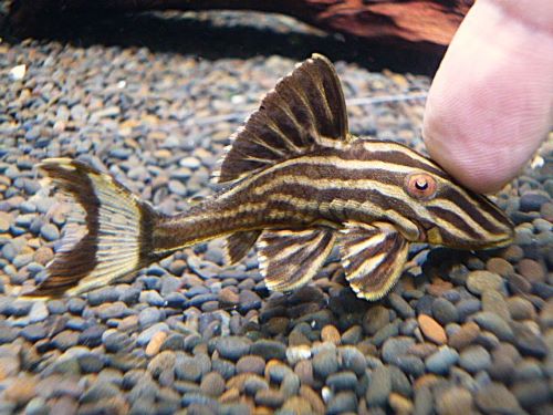 サンダーロイヤルプレコ⑩　２０２６年１月３１日入荷