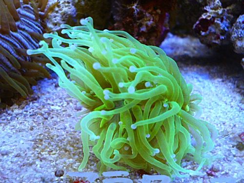 フラワーコーラル