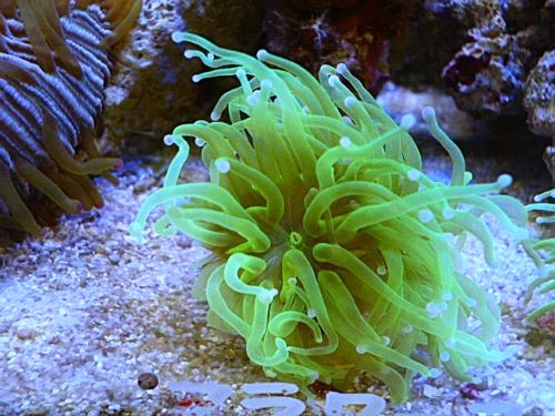 フラワーコーラル　メタグリーン　２０２６年２月７日撮影