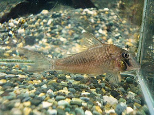 コリドラス　アマパエンシス