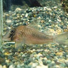 コリドラス　アマパエンシス　２０２６年１月１３日入荷