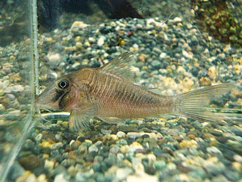 コリドラス　アマパエンシス　２０２６年１月１３日入荷