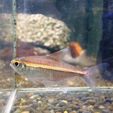 ピンキーテトラ　３匹セット　２０２６年２月５日入荷