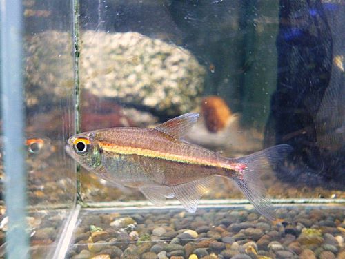 ピンキーテトラ　３匹セット　２０２６年２月５日入荷