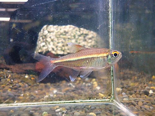 ピンキーテトラ