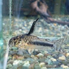 コリドラス　シパリウィニ　２０２６年２月２日入荷