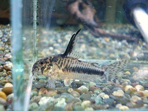 コリドラス　シパリウィニ　２０２６年２月２日入荷