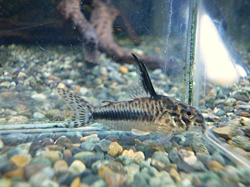 コリドラス　シパリウィニ