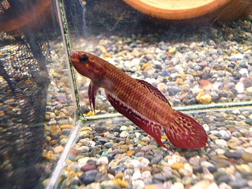 ベタ・コッキーナ