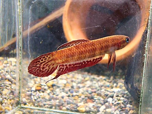 ＷＩＬＤベタ　コッキーナＬＡＮＧＧＡＭ　ペア　２０２６年２月５日入荷