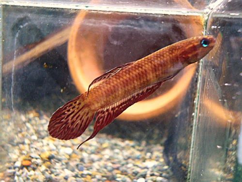 ベタ・コッキーナ