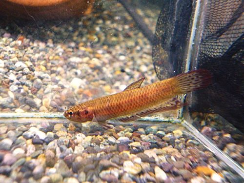 ベタ・コッキーナ