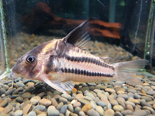 コリドラス　スーパーパラレルス