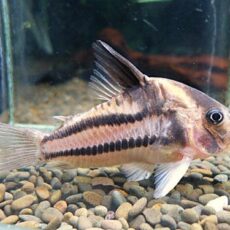 コリドラス　スーパーパラレルス①　２０２６年２月５日入荷