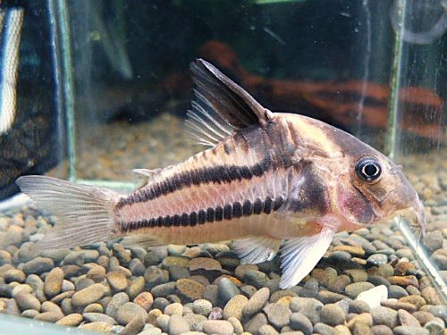 コリドラス　スーパーパラレルス①　２０２６年２月５日入荷