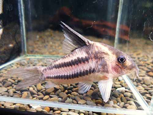 コリドラス　スーパーパラレルス
