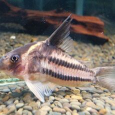 コリドラス　スーパーパラレルス②　２０２６年２月５日入荷