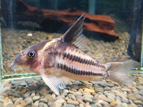 コリドラス　スーパーパラレルス②　２０２６年２月５日入荷