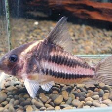 コリドラス　スーパーパラレルス③　２０２６年２月５日入荷