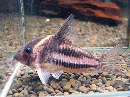 コリドラス　スーパーパラレルス③　２０２６年２月５日入荷