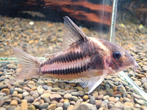 コリドラス　スーパーパラレルス