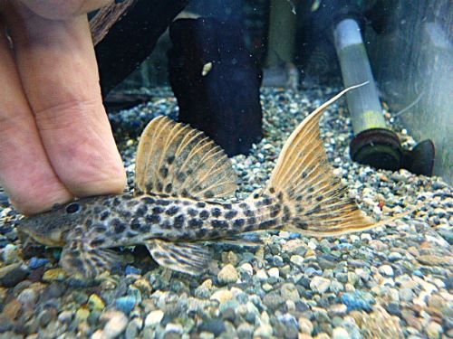 タイタニックトリムプレコ