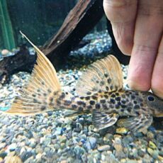 タイタニックトリムプレコ　約９～１０ｃｍ　２０２６年２月５日入荷