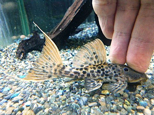 タイタニックトリムプレコ　約９～１０ｃｍ　２０２６年２月５日入荷